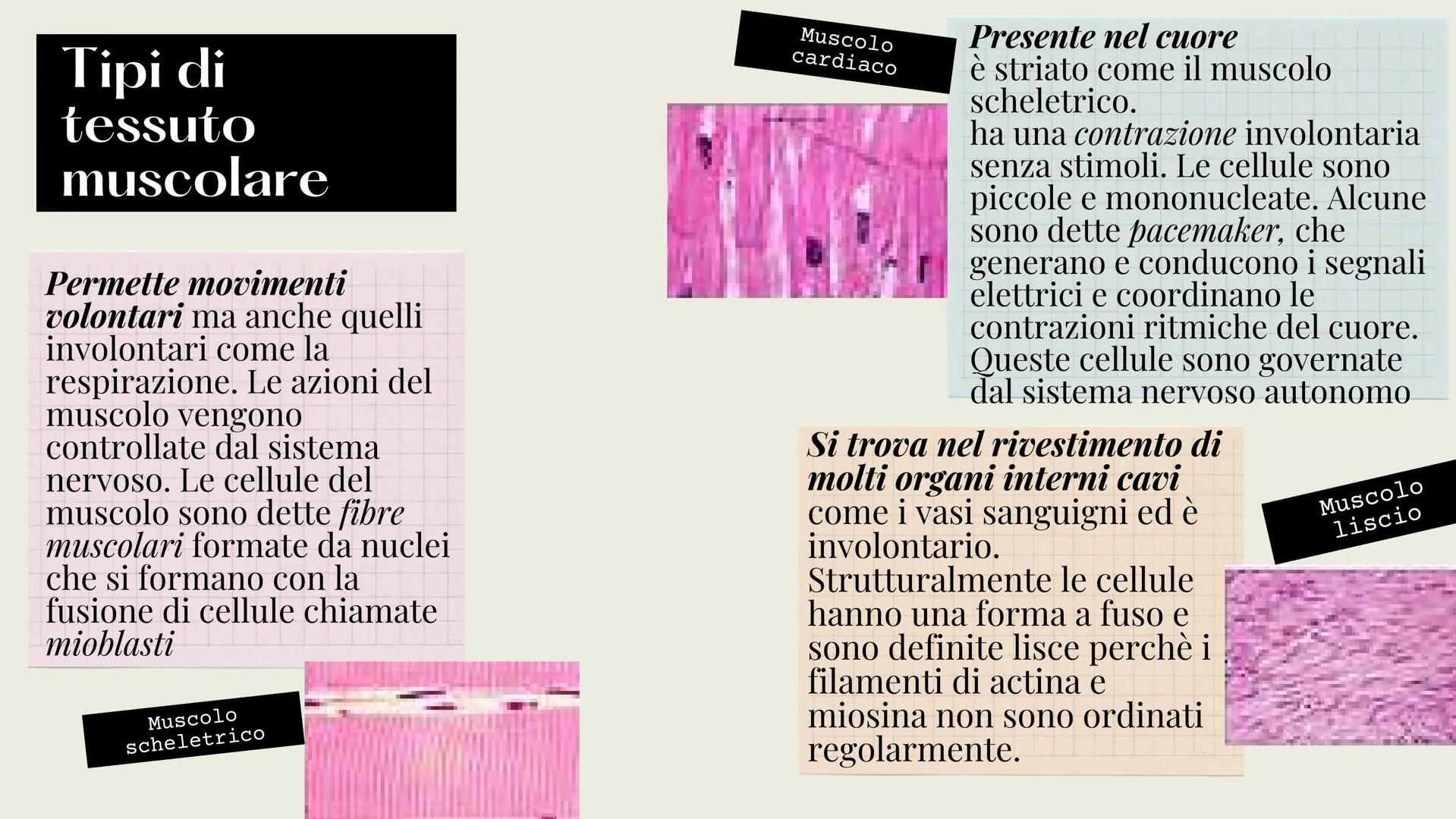 L'organizzazione del corpo umano
Tutto il nostro corpo deriva da un'unica
cellula: lo zigote (zygote)
Lo zigote si divide, generando
altre c
