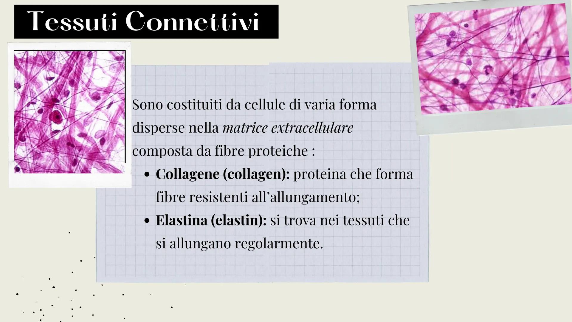 L'organizzazione del corpo umano
Tutto il nostro corpo deriva da un'unica
cellula: lo zigote (zygote)
Lo zigote si divide, generando
altre c