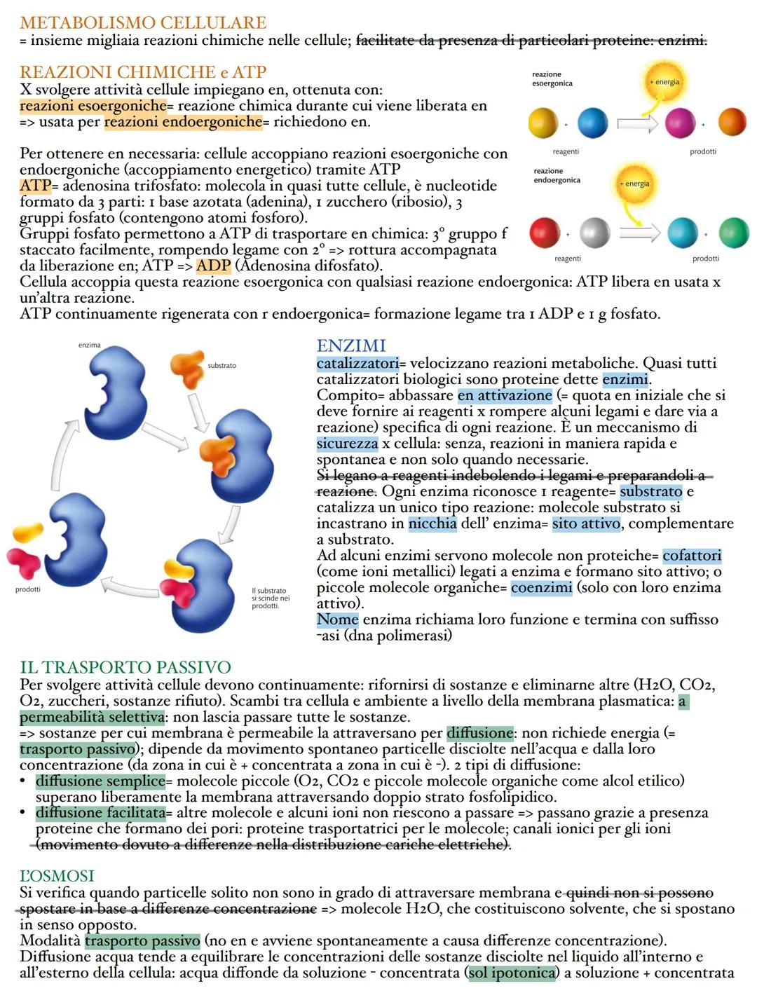 METABOLISMO CELLULARE
= insieme migliaia reazioni chimiche nelle cellule; facilitate da presenza di particolari proteine: enzimi.

REAZIONI 