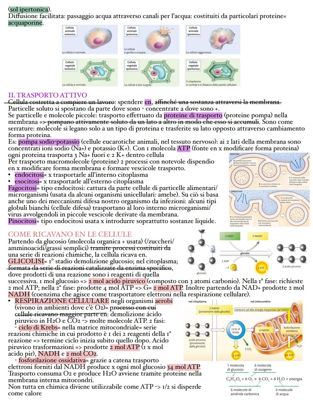 METABOLISMO CELLULARE
= insieme migliaia reazioni chimiche nelle cellule; facilitate da presenza di particolari proteine: enzimi.

REAZIONI 