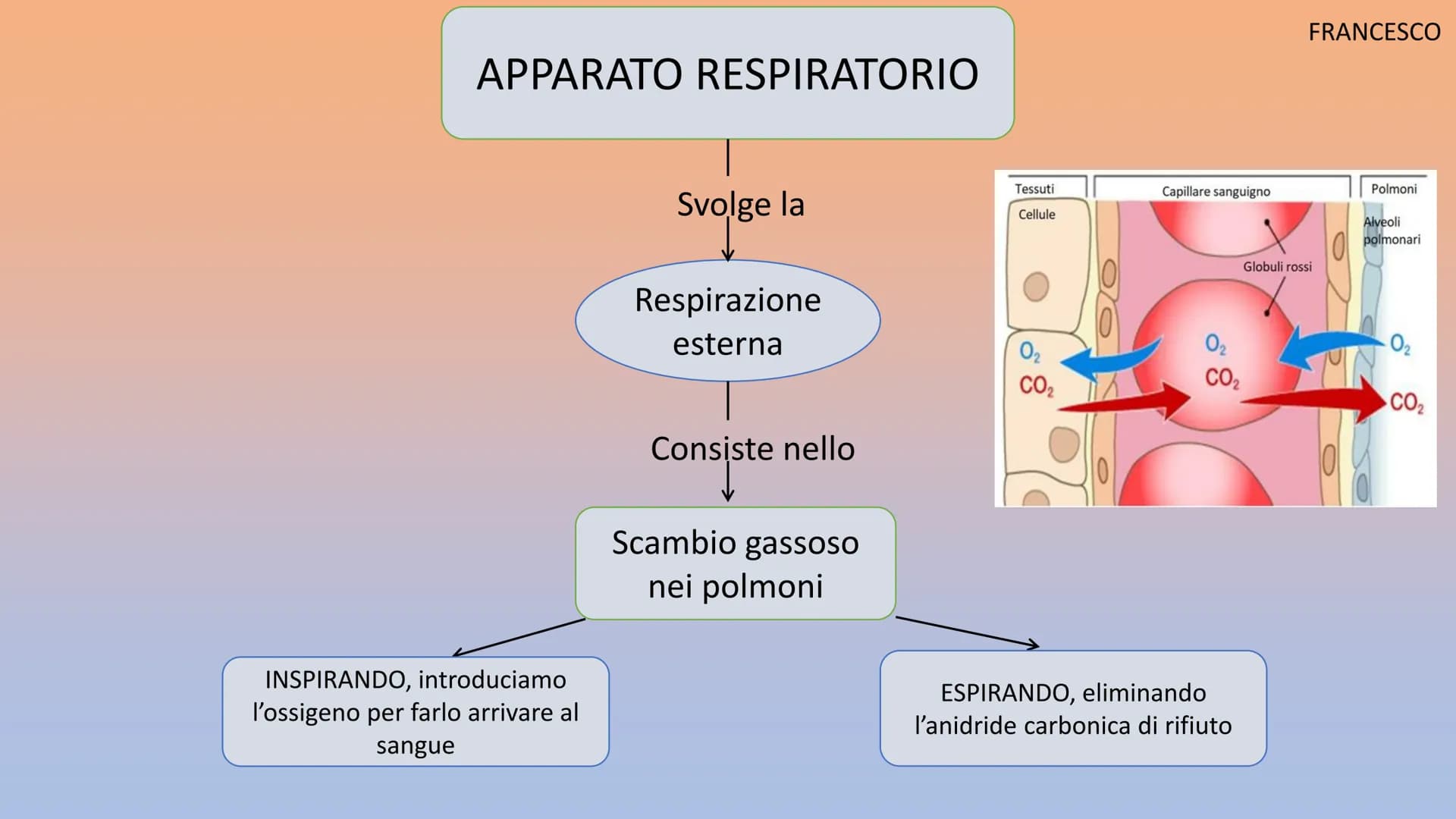 APPARATO
RESPIRATORIO
Martinello Gioia, De Faveri Chanel, Aron Francesco, Stamate Bianca,
Sorina
Co₂ APPARATO RESPIRATORIO
INSPIRANDO, intro