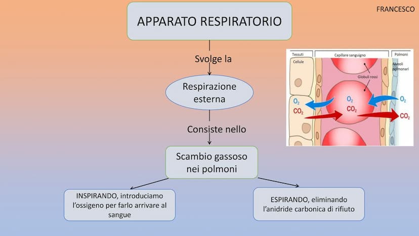 APPARATO
RESPIRATORIO
Martinello Gioia, De Faveri Chanel, Aron Francesco, Stamate Bianca,
Sorina
Co₂ APPARATO RESPIRATORIO
INSPIRANDO, intro
