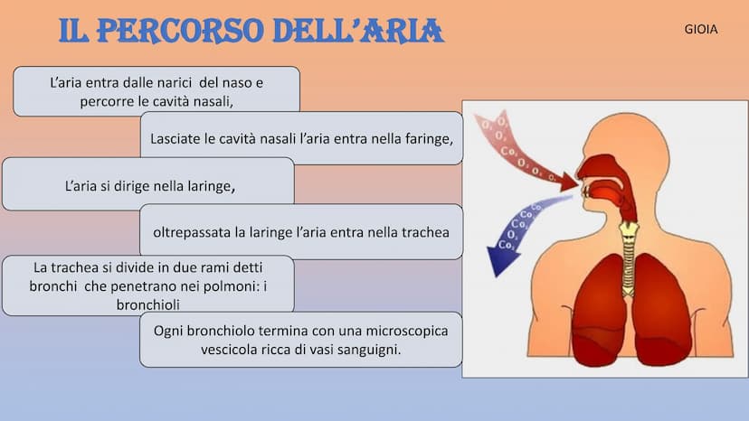 APPARATO
RESPIRATORIO
Martinello Gioia, De Faveri Chanel, Aron Francesco, Stamate Bianca,
Sorina
Co₂ APPARATO RESPIRATORIO
INSPIRANDO, intro