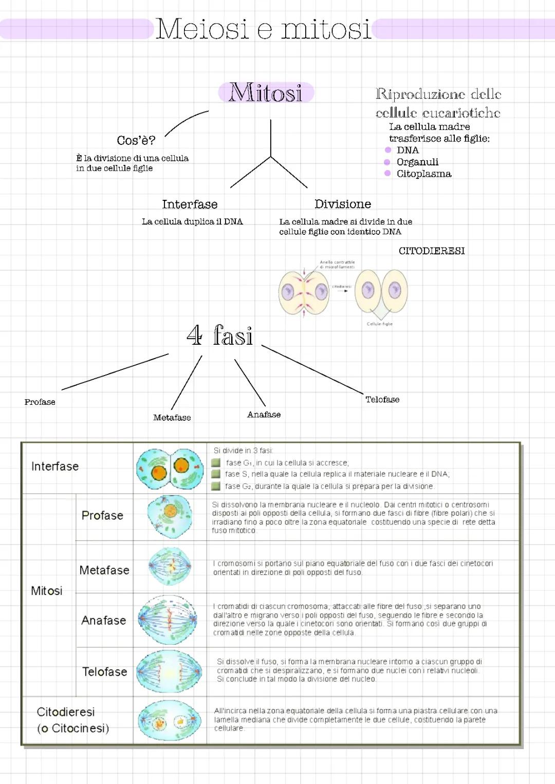 Meiosi e Mitosi: Riassunto e Schema PDF