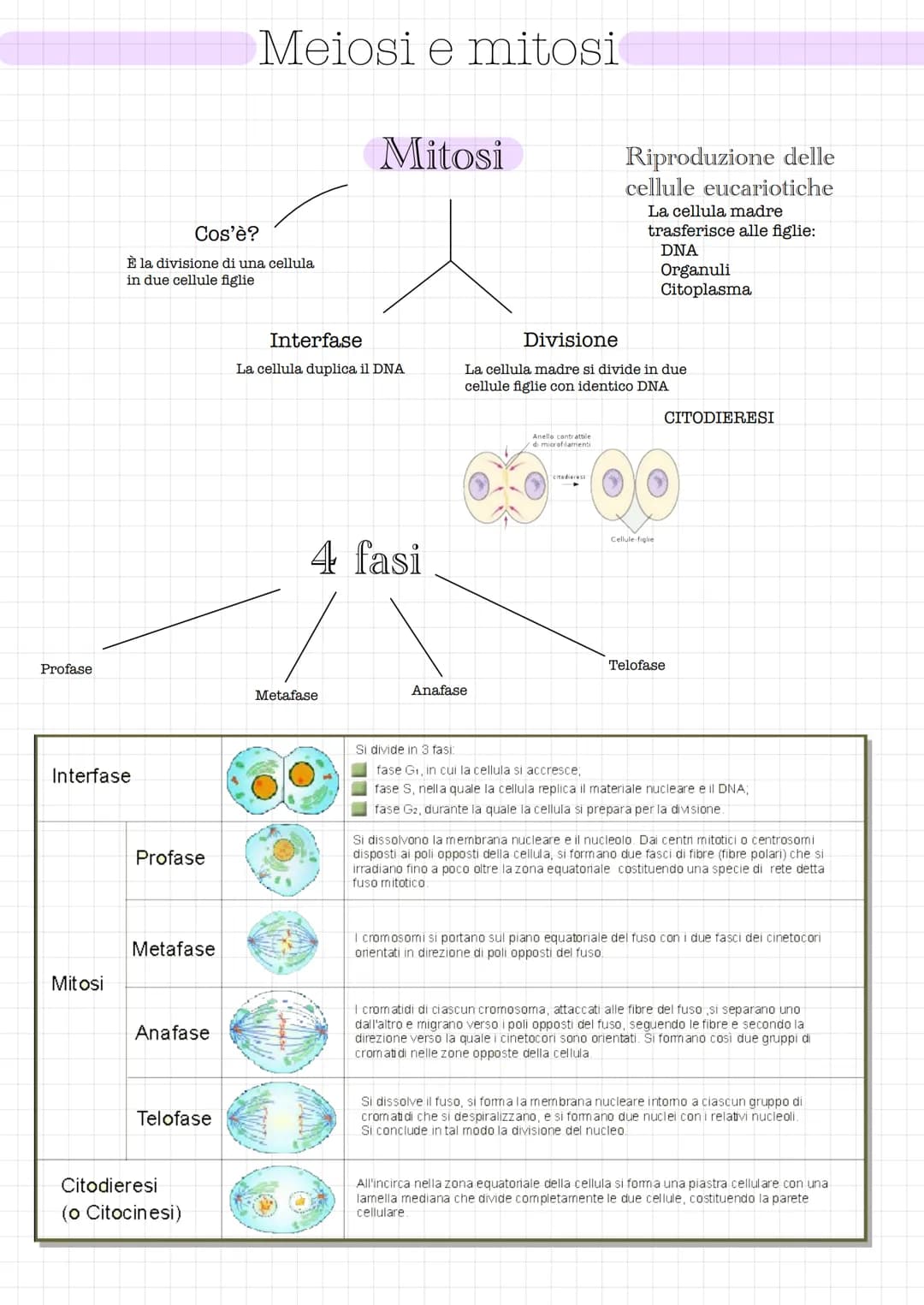 
<p>La divisione cellulare è il processo attraverso il quale una cellula si divide in due cellule figlie. Questo processo coinvolge diverse 