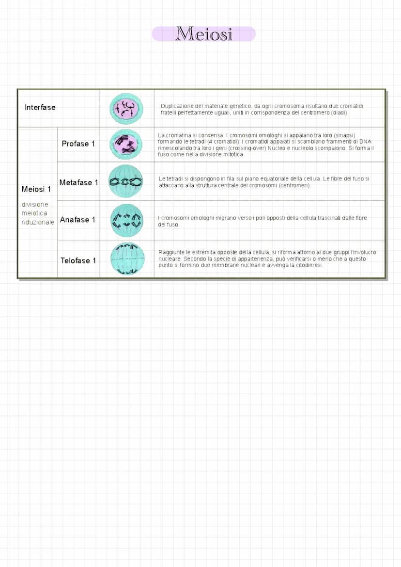 
<p>La divisione cellulare è il processo attraverso il quale una cellula si divide in due cellule figlie. Questo processo coinvolge diverse 