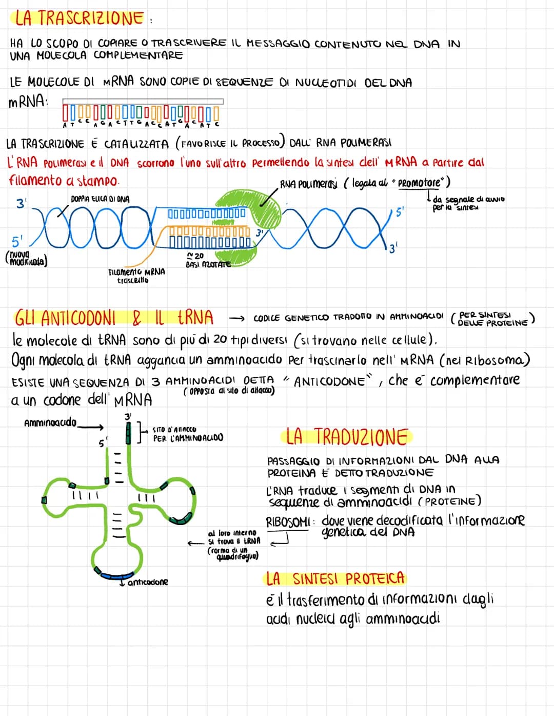 GU ACIDI NUCLEICI
DNA FORMA DI DOPPIA ELICA, FORMATO DA NUCLEOTIDI
O
RNA e UN ACIDO RIBONUCLEICO (aiuta il DNA nella sua trascrizione) →
↓
H