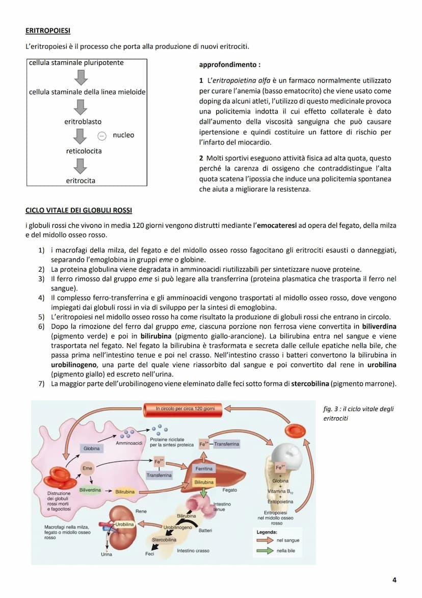 ΑΝΑΤΟΜΙΑ
1 L'APPARATO CARDIOVASCOLARE
L'apparato cardiovascolare ha come compito principale quello di trasportare sostanze da e verso tutte 