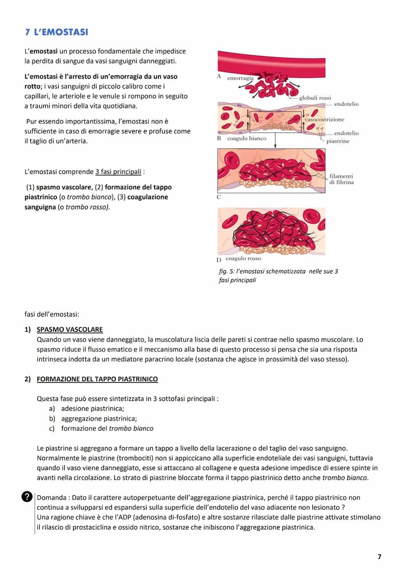 ΑΝΑΤΟΜΙΑ
1 L'APPARATO CARDIOVASCOLARE
L'apparato cardiovascolare ha come compito principale quello di trasportare sostanze da e verso tutte 