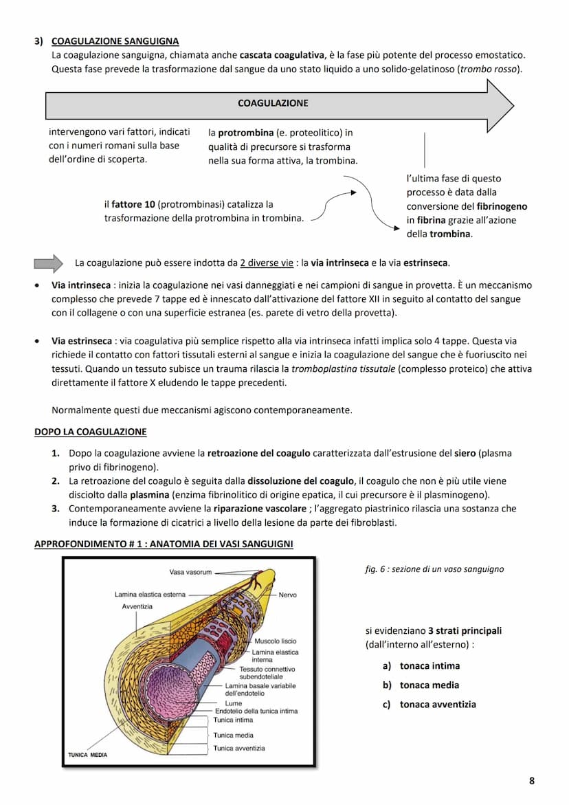 ΑΝΑΤΟΜΙΑ
1 L'APPARATO CARDIOVASCOLARE
L'apparato cardiovascolare ha come compito principale quello di trasportare sostanze da e verso tutte 