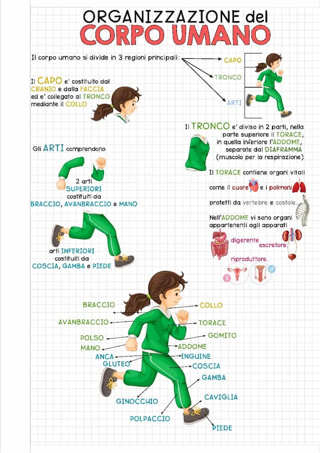 Know Organizzazione del corpo umano thumbnail