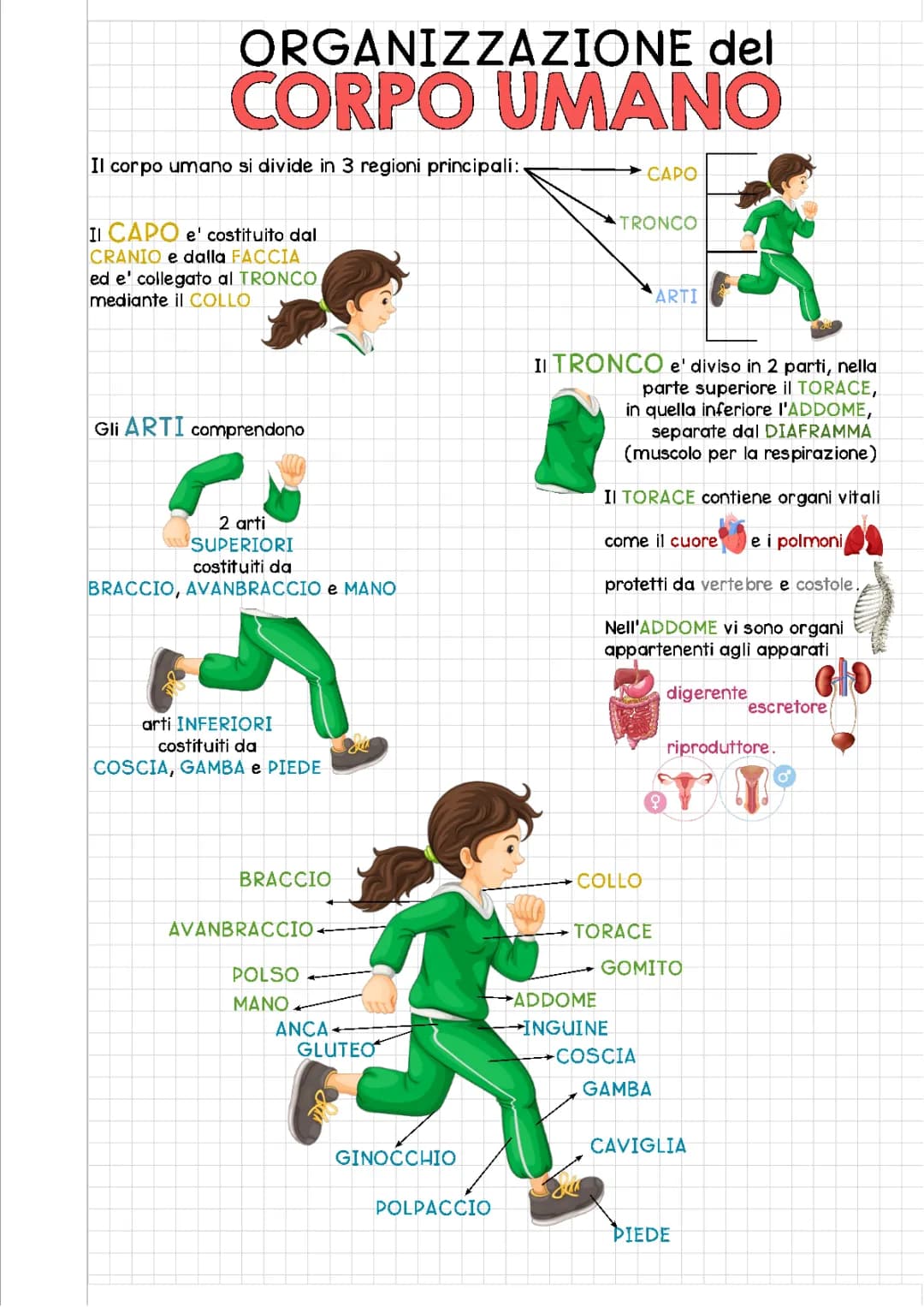 Organizzazione del Corpo Umano - Mappa, Schema e Riassunto per Scuola Media