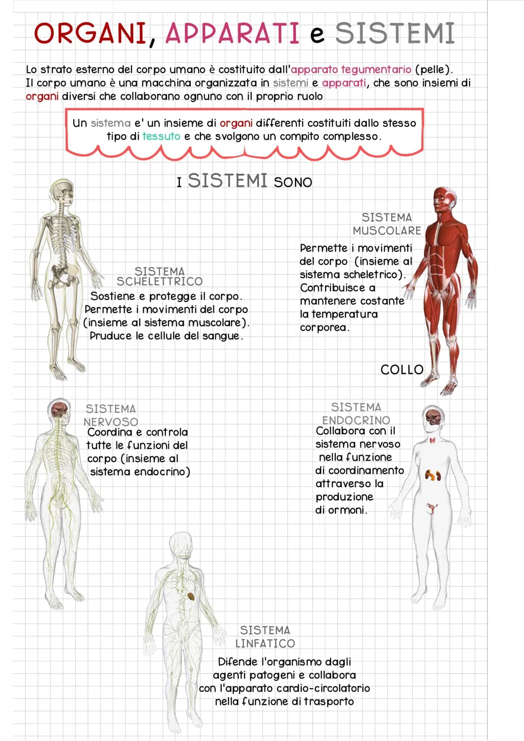 ORGANIZZAZIONE del
CORPO UMANO
Il corpo umano si divide in 3 regioni principali:
IL CAPO e' costituito dal
CRANIO e dalla FACCIA
ed e' colle