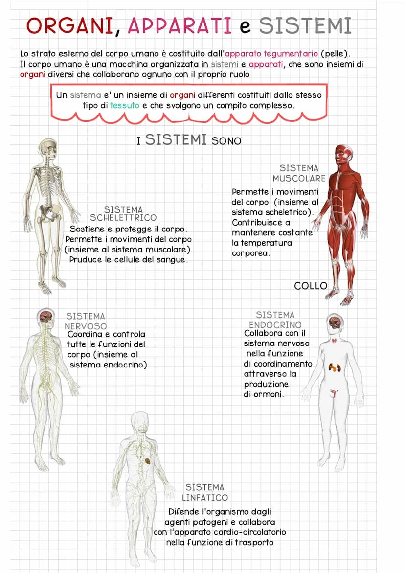 ORGANIZZAZIONE del
CORPO UMANO
Il corpo umano si divide in 3 regioni principali:
IL CAPO e' costituito dal
CRANIO e dalla FACCIA
ed e' colle