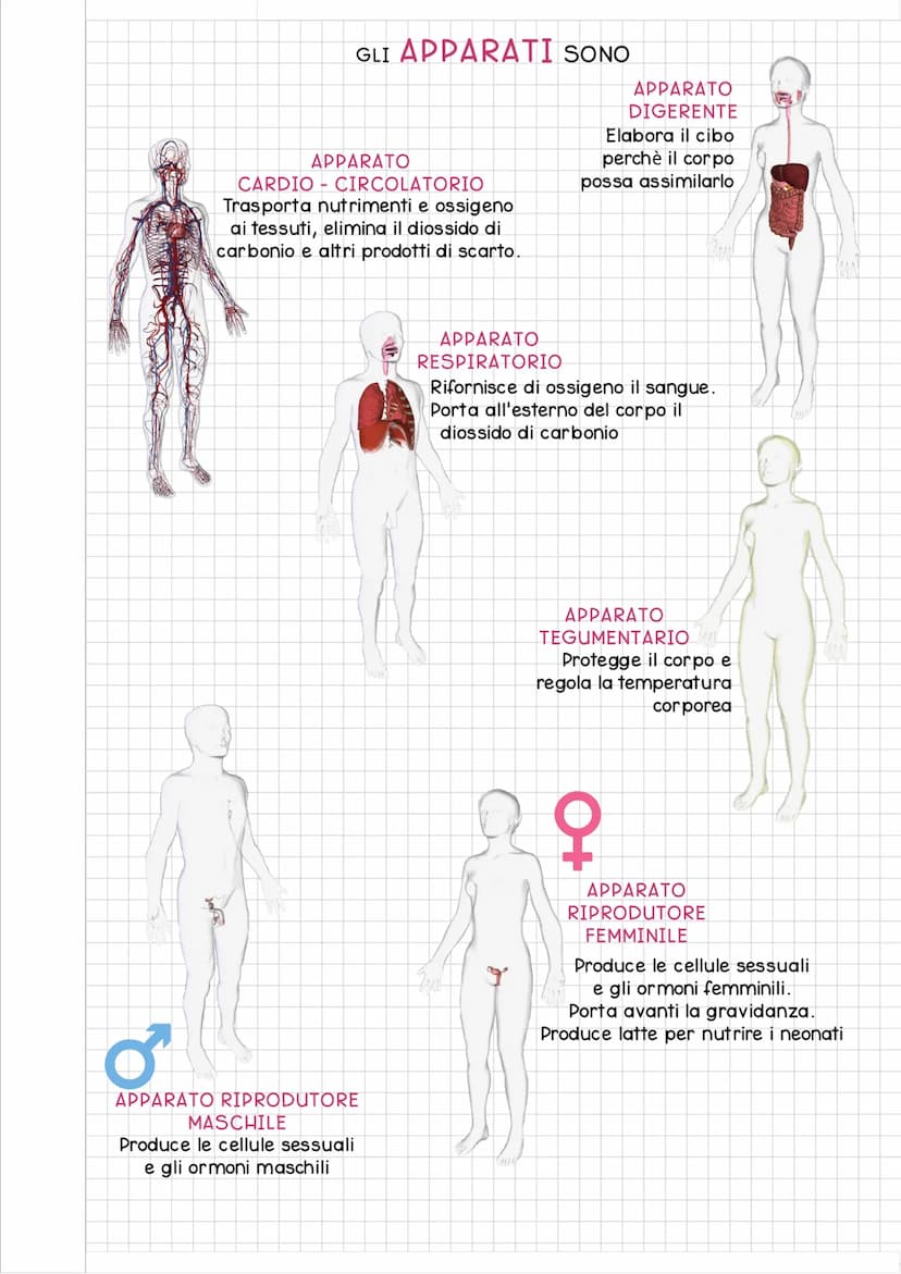 ORGANIZZAZIONE del
CORPO UMANO
Il corpo umano si divide in 3 regioni principali:
IL CAPO e' costituito dal
CRANIO e dalla FACCIA
ed e' colle