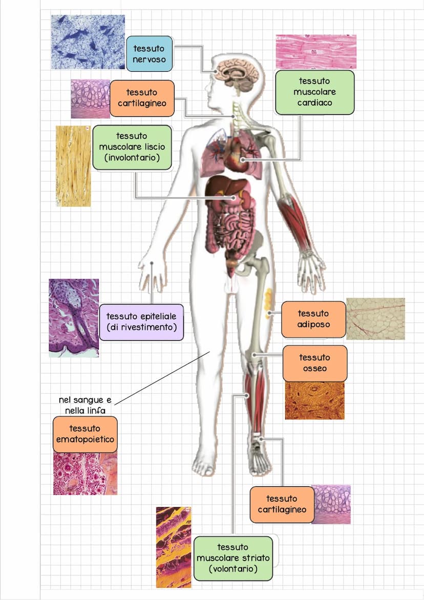 ORGANIZZAZIONE del
CORPO UMANO
Il corpo umano si divide in 3 regioni principali:
IL CAPO e' costituito dal
CRANIO e dalla FACCIA
ed e' colle
