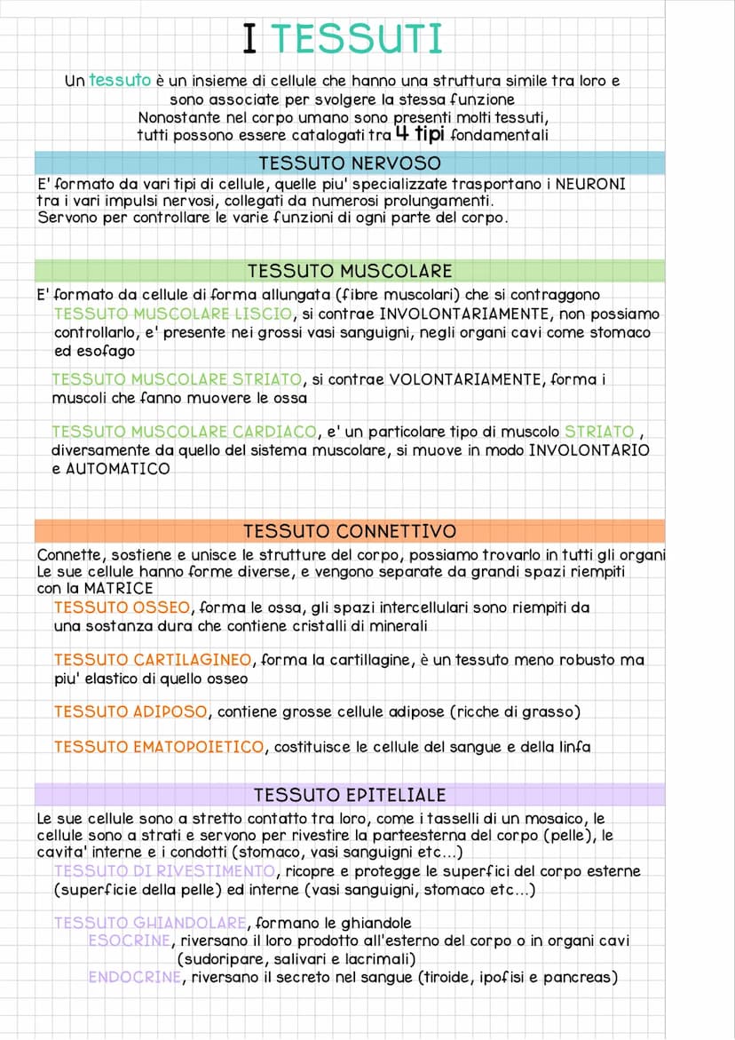 ORGANIZZAZIONE del
CORPO UMANO
Il corpo umano si divide in 3 regioni principali:
IL CAPO e' costituito dal
CRANIO e dalla FACCIA
ed e' colle