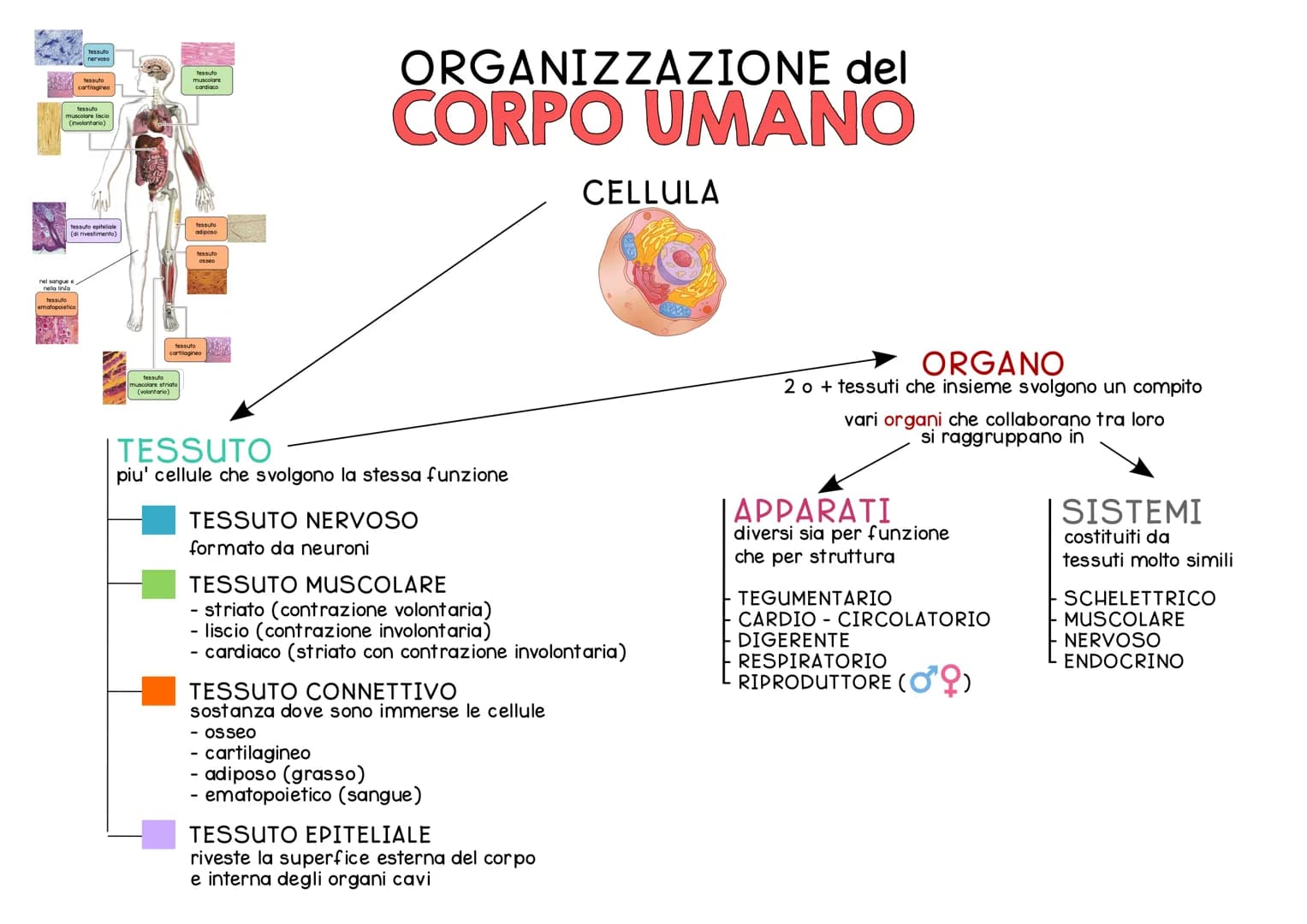 ORGANIZZAZIONE del
CORPO UMANO
Il corpo umano si divide in 3 regioni principali:
IL CAPO e' costituito dal
CRANIO e dalla FACCIA
ed e' colle
