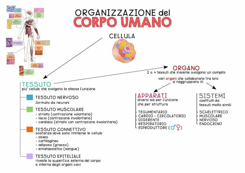 ORGANIZZAZIONE del
CORPO UMANO
Il corpo umano si divide in 3 regioni principali:
IL CAPO e' costituito dal
CRANIO e dalla FACCIA
ed e' colle