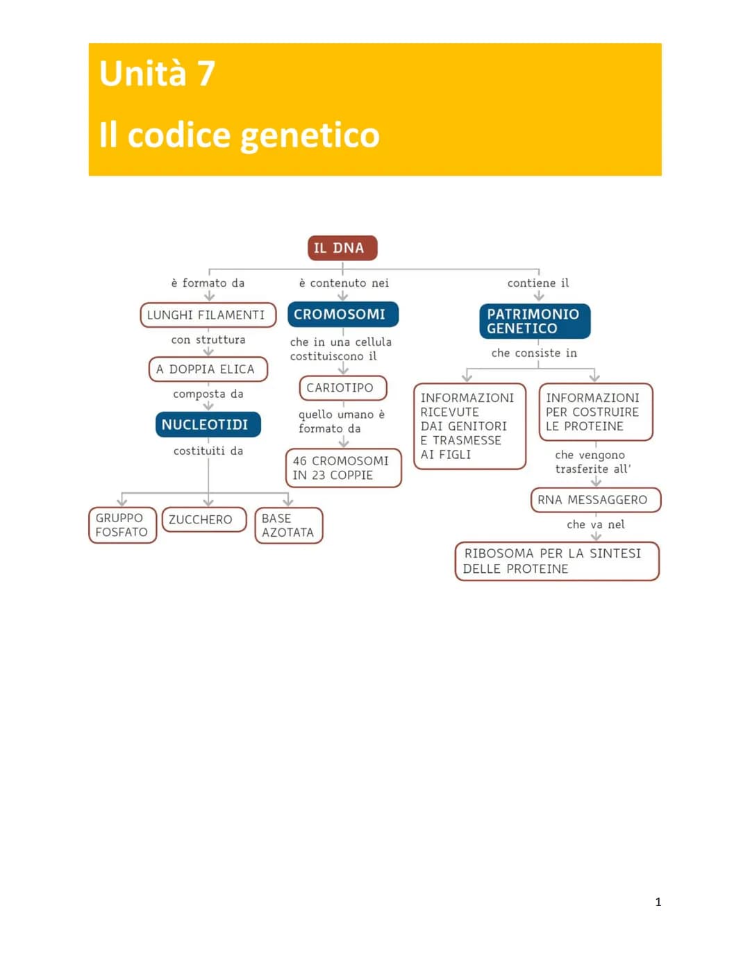 Unità 7
Il codice genetico
è formato da
✓
LUNGHI FILAMENTI
con struttura
✓
A DOPPIA ELICA
composta da
NUCLEOTIDI
costituiti da
GRUPPO ZUCCHE
