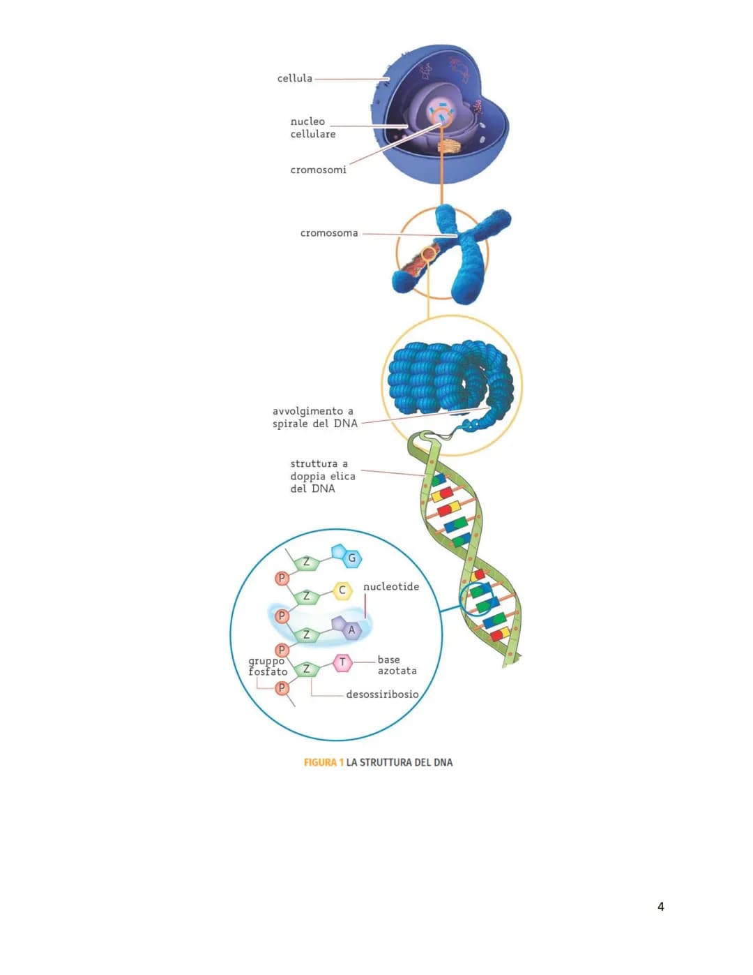 Unità 7
Il codice genetico
è formato da
✓
LUNGHI FILAMENTI
con struttura
✓
A DOPPIA ELICA
composta da
NUCLEOTIDI
costituiti da
GRUPPO ZUCCHE