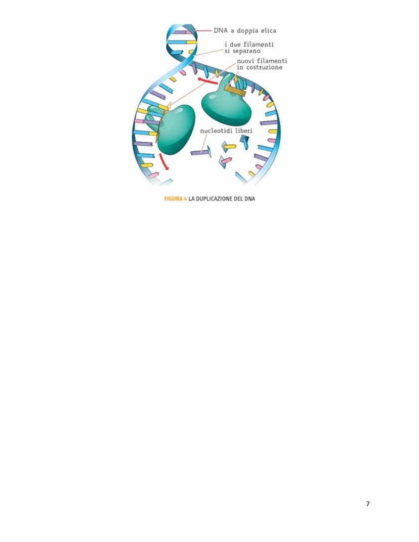 Unità 7
Il codice genetico
è formato da
✓
LUNGHI FILAMENTI
con struttura
✓
A DOPPIA ELICA
composta da
NUCLEOTIDI
costituiti da
GRUPPO ZUCCHE
