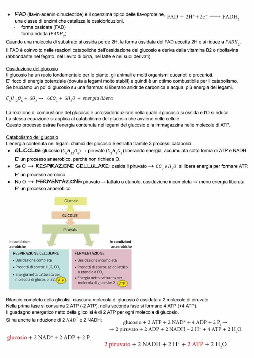 METABOLISMO ENERGETICO
Il metabolismo energetico è un'attività cellulare altamente coordinata a cui partecipano milioni di reazioni che
svol