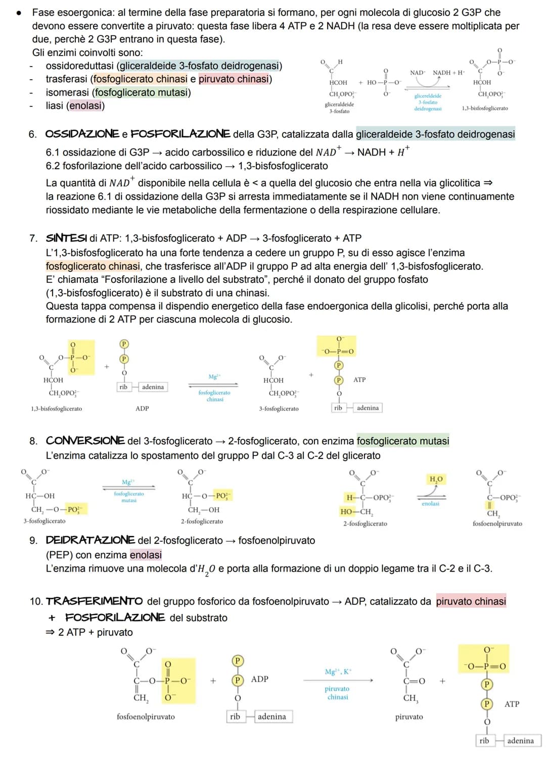 METABOLISMO ENERGETICO
Il metabolismo energetico è un'attività cellulare altamente coordinata a cui partecipano milioni di reazioni che
svol