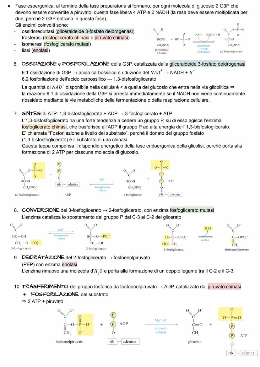 METABOLISMO ENERGETICO
Il metabolismo energetico è un'attività cellulare altamente coordinata a cui partecipano milioni di reazioni che
svol