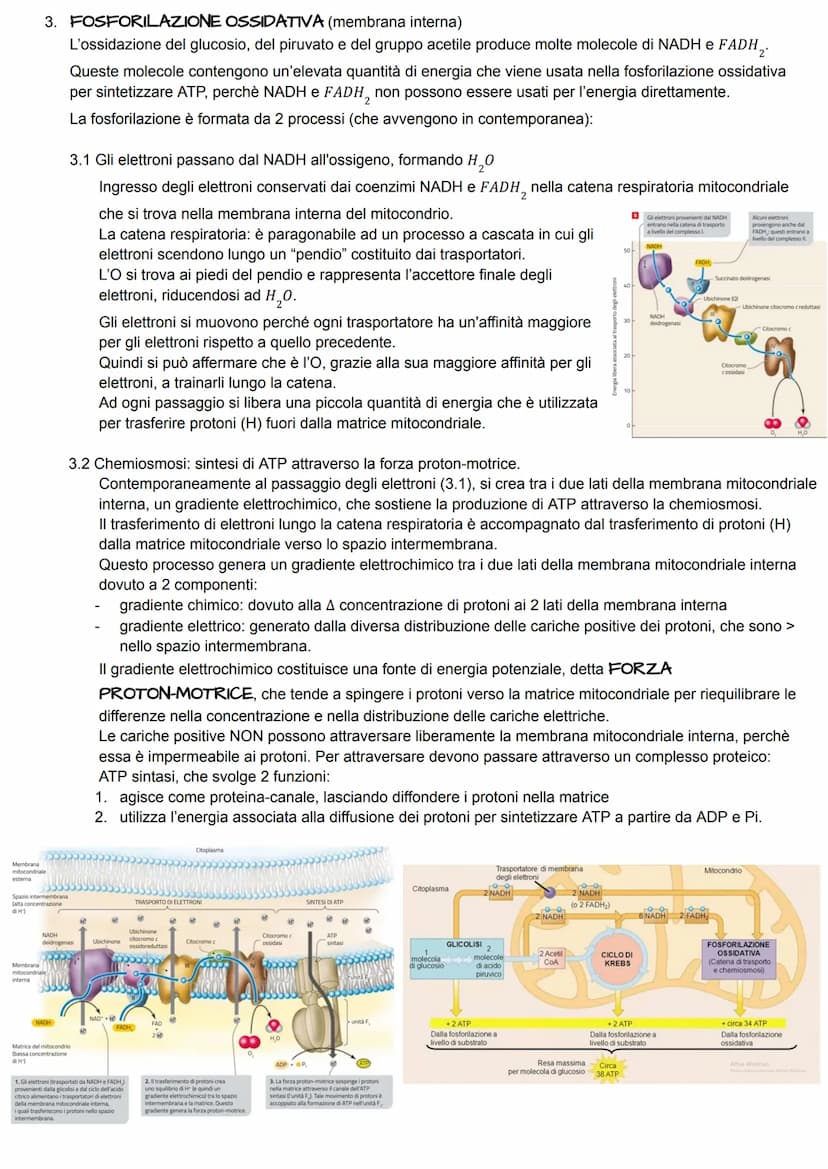 METABOLISMO ENERGETICO
Il metabolismo energetico è un'attività cellulare altamente coordinata a cui partecipano milioni di reazioni che
svol
