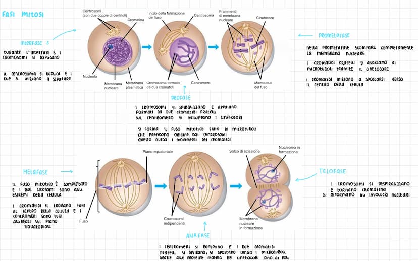 nella teoria CELLULARE SI AFFERMA CHE
una PROPRIEta DELLA CELWLA É QUELLA DI
RIPRODURSI
"IL SIMILE GENERA IL SIMILE"
AFFINCHE awenga la DIVI