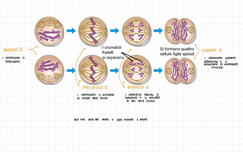 nella teoria CELLULARE SI AFFERMA CHE
una PROPRIEta DELLA CELWLA É QUELLA DI
RIPRODURSI
"IL SIMILE GENERA IL SIMILE"
AFFINCHE awenga la DIVI
