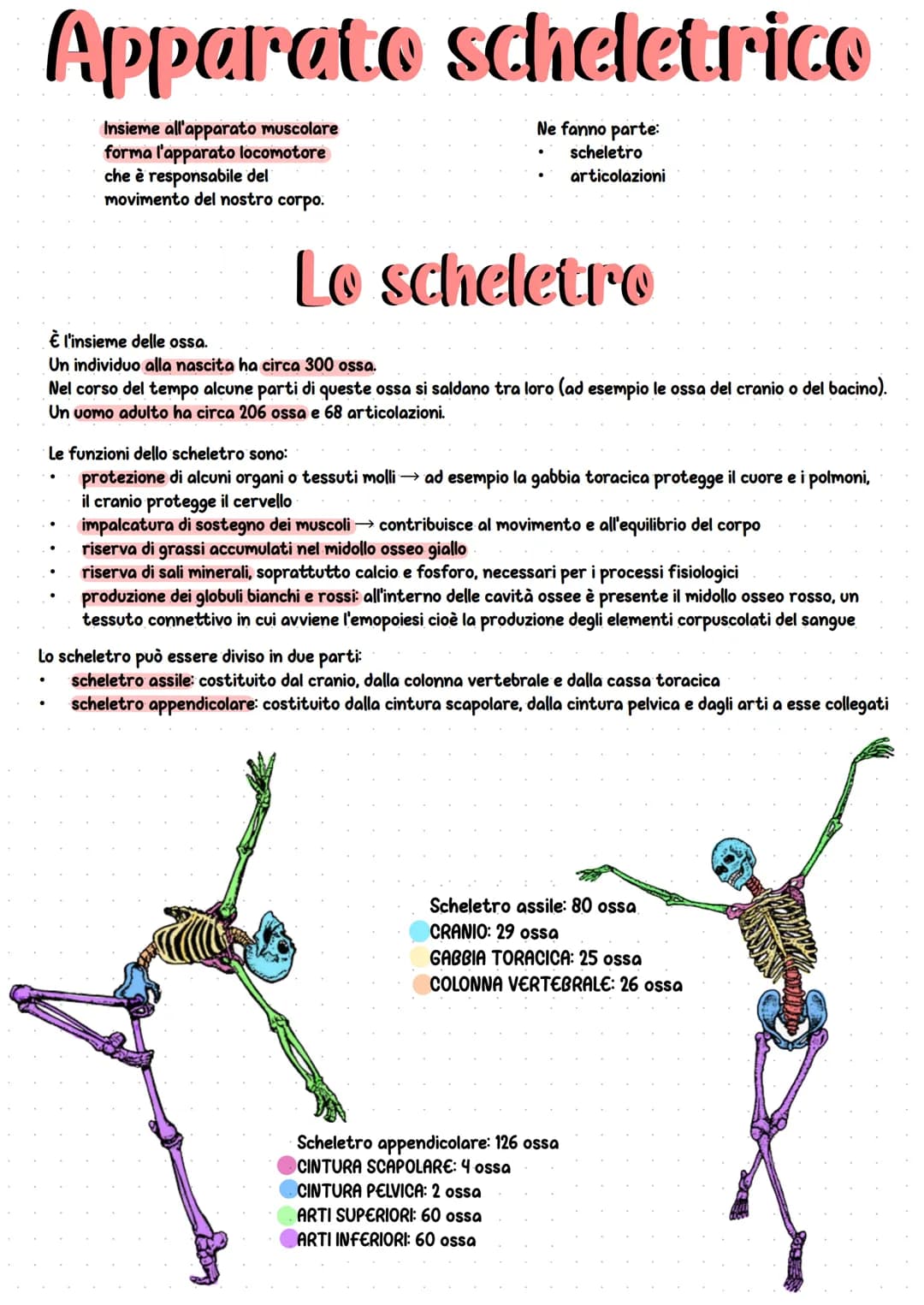 Apparato scheletrico
Insieme all'apparato muscolare
forma l'apparato locomotore
che è responsabile del
movimento del nostro corpo.
È l'insie