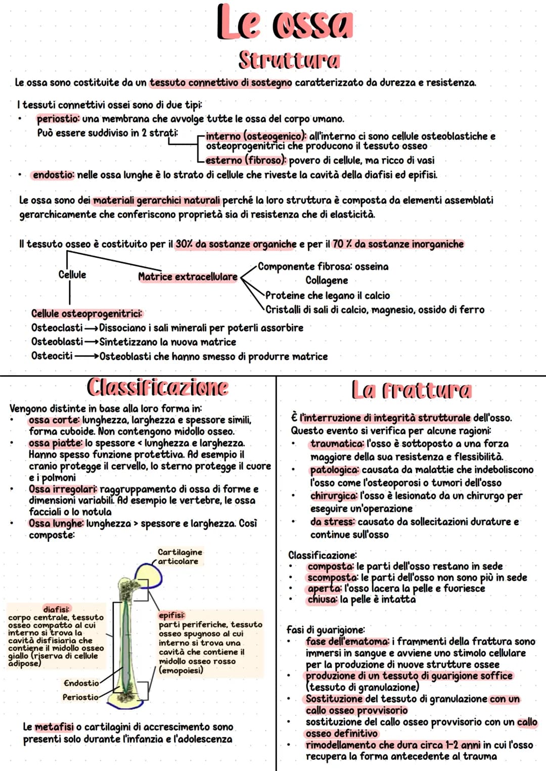 Apparato scheletrico
Insieme all'apparato muscolare
forma l'apparato locomotore
che è responsabile del
movimento del nostro corpo.
È l'insie