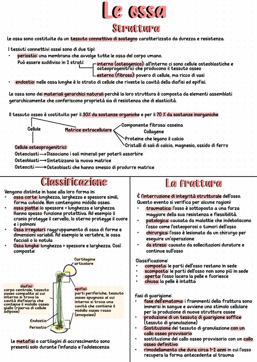 Apparato scheletrico
Insieme all'apparato muscolare
forma l'apparato locomotore
che è responsabile del
movimento del nostro corpo.
È l'insie
