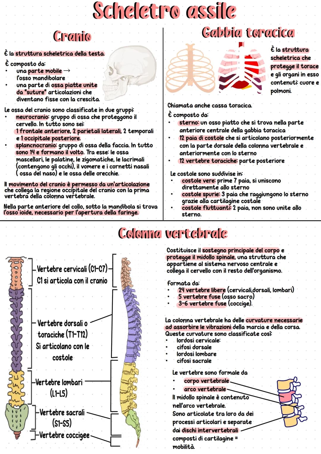 Apparato scheletrico
Insieme all'apparato muscolare
forma l'apparato locomotore
che è responsabile del
movimento del nostro corpo.
È l'insie