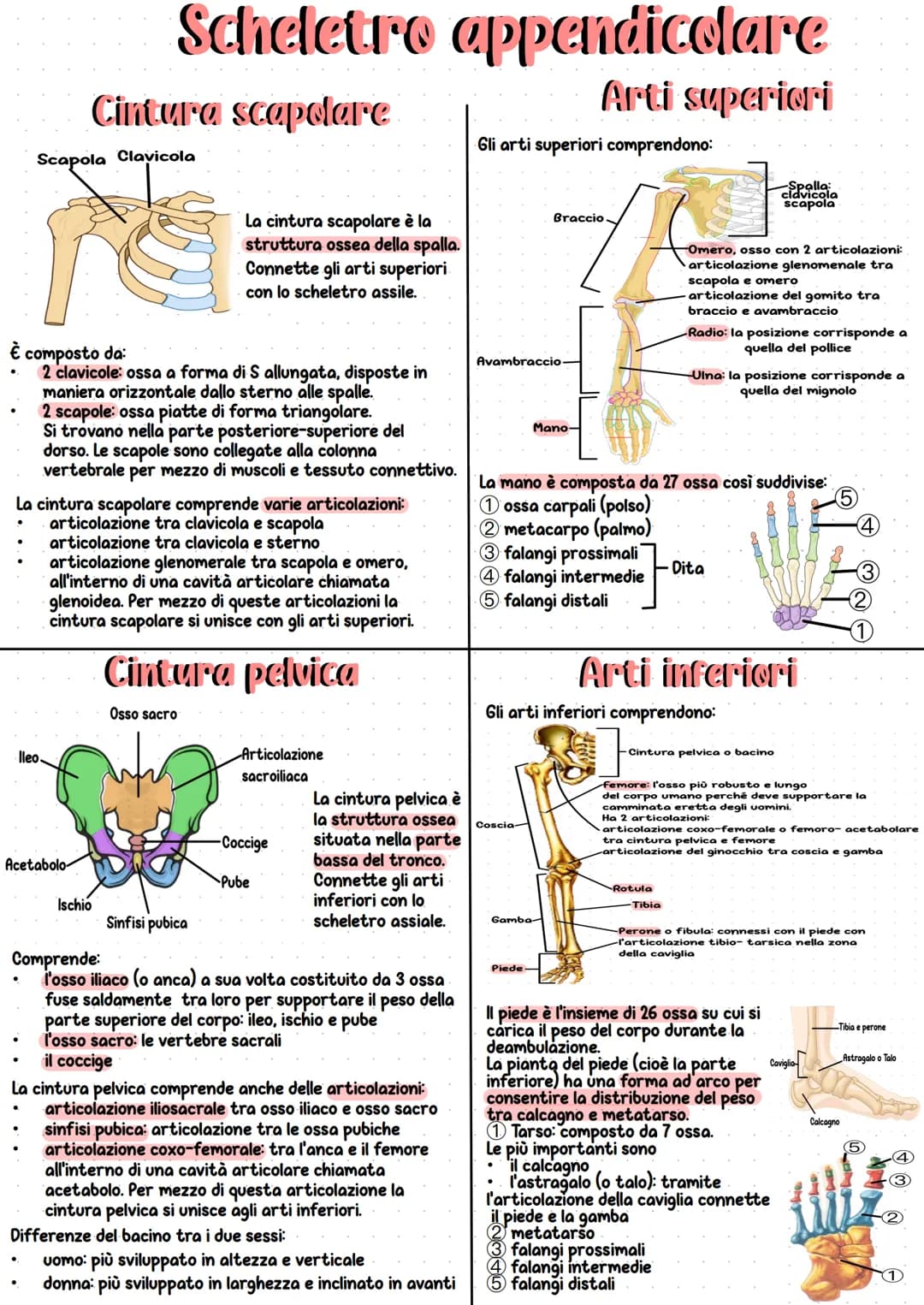 Apparato scheletrico
Insieme all'apparato muscolare
forma l'apparato locomotore
che è responsabile del
movimento del nostro corpo.
È l'insie