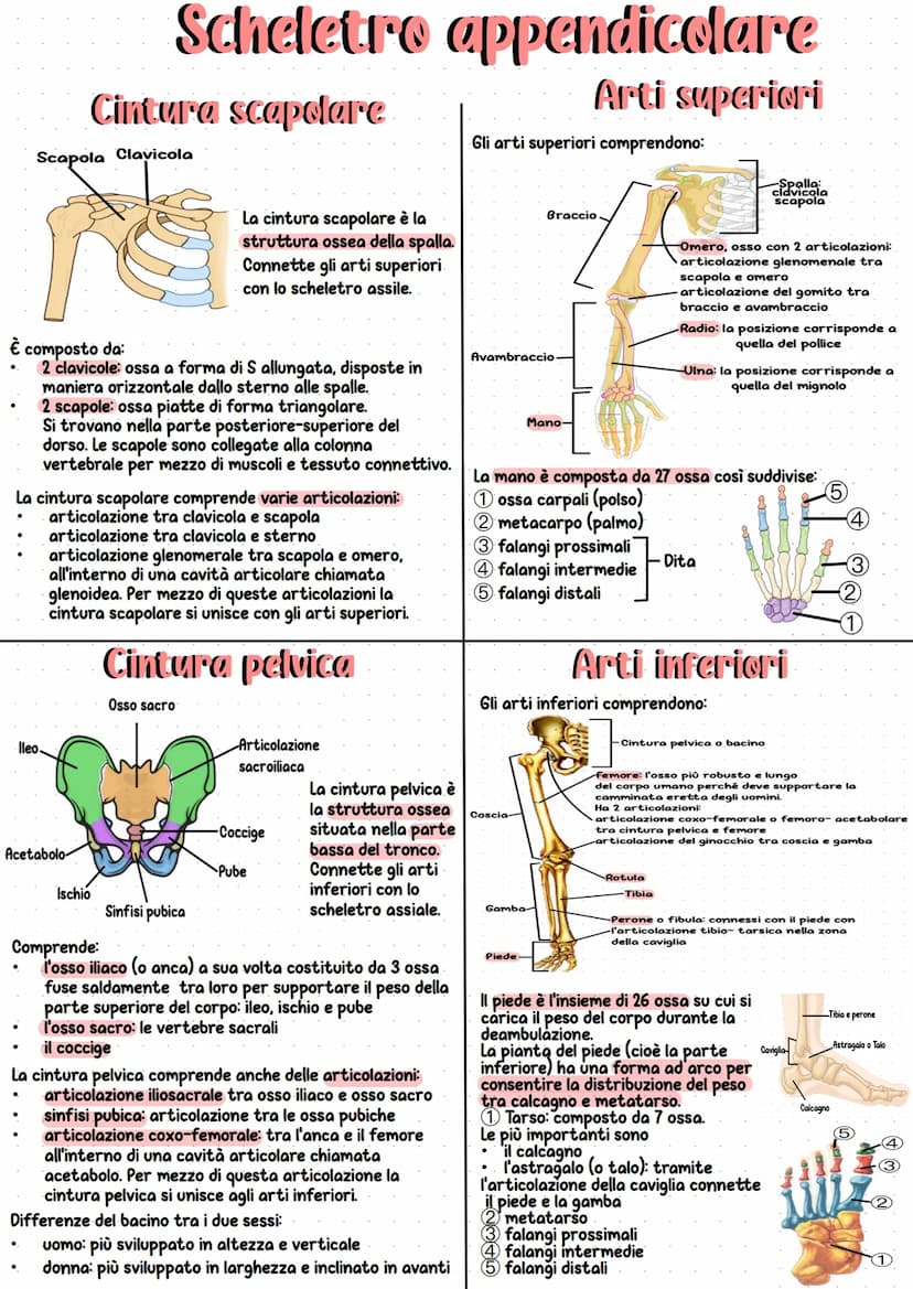 Apparato scheletrico
Insieme all'apparato muscolare
forma l'apparato locomotore
che è responsabile del
movimento del nostro corpo.
È l'insie