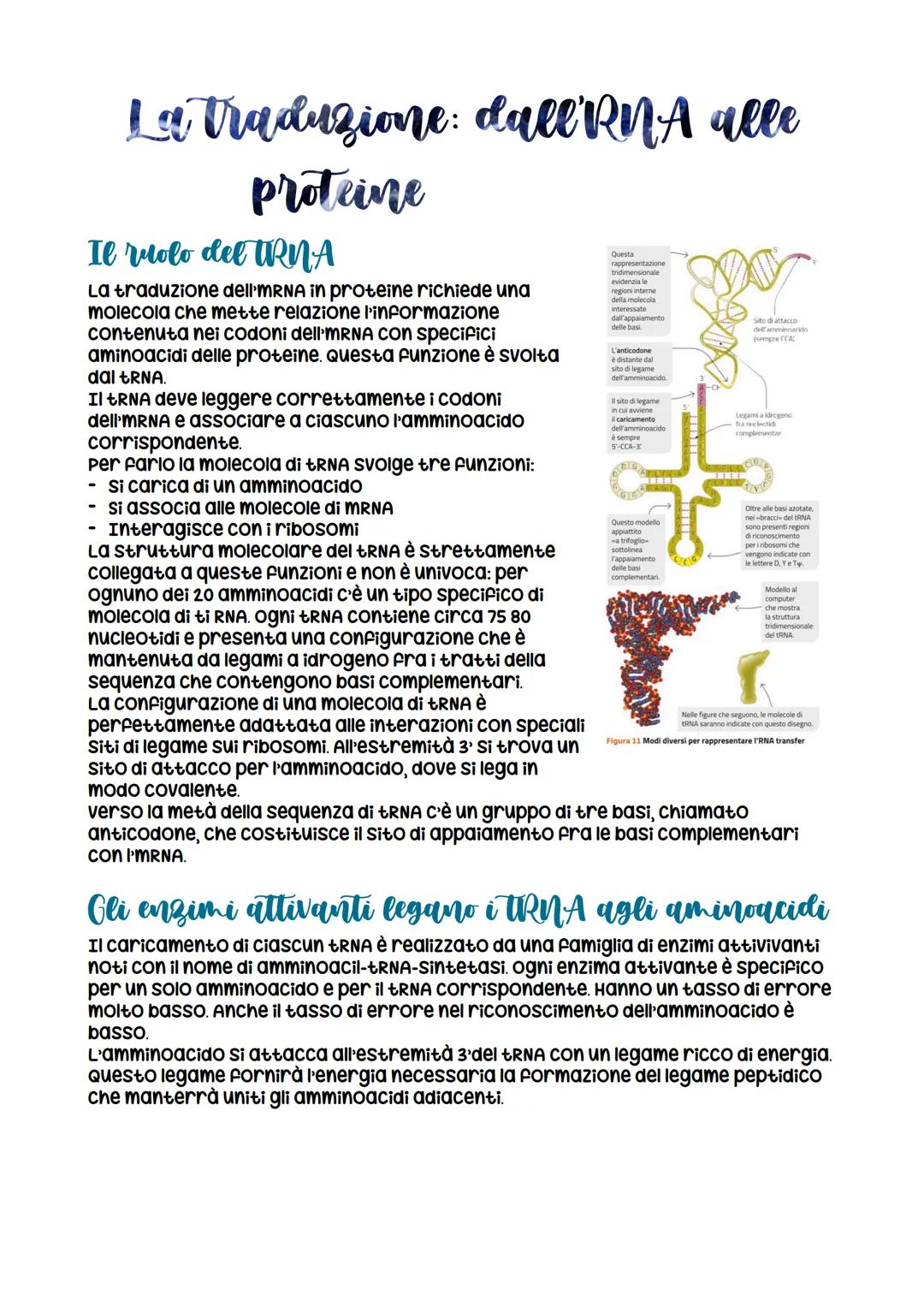 Il ruolo del TRNA
La traduzione dell'mRNA in proteine richiede una
molecola che mette relazione l'informazione
contenuta nei codoni dell'mRN