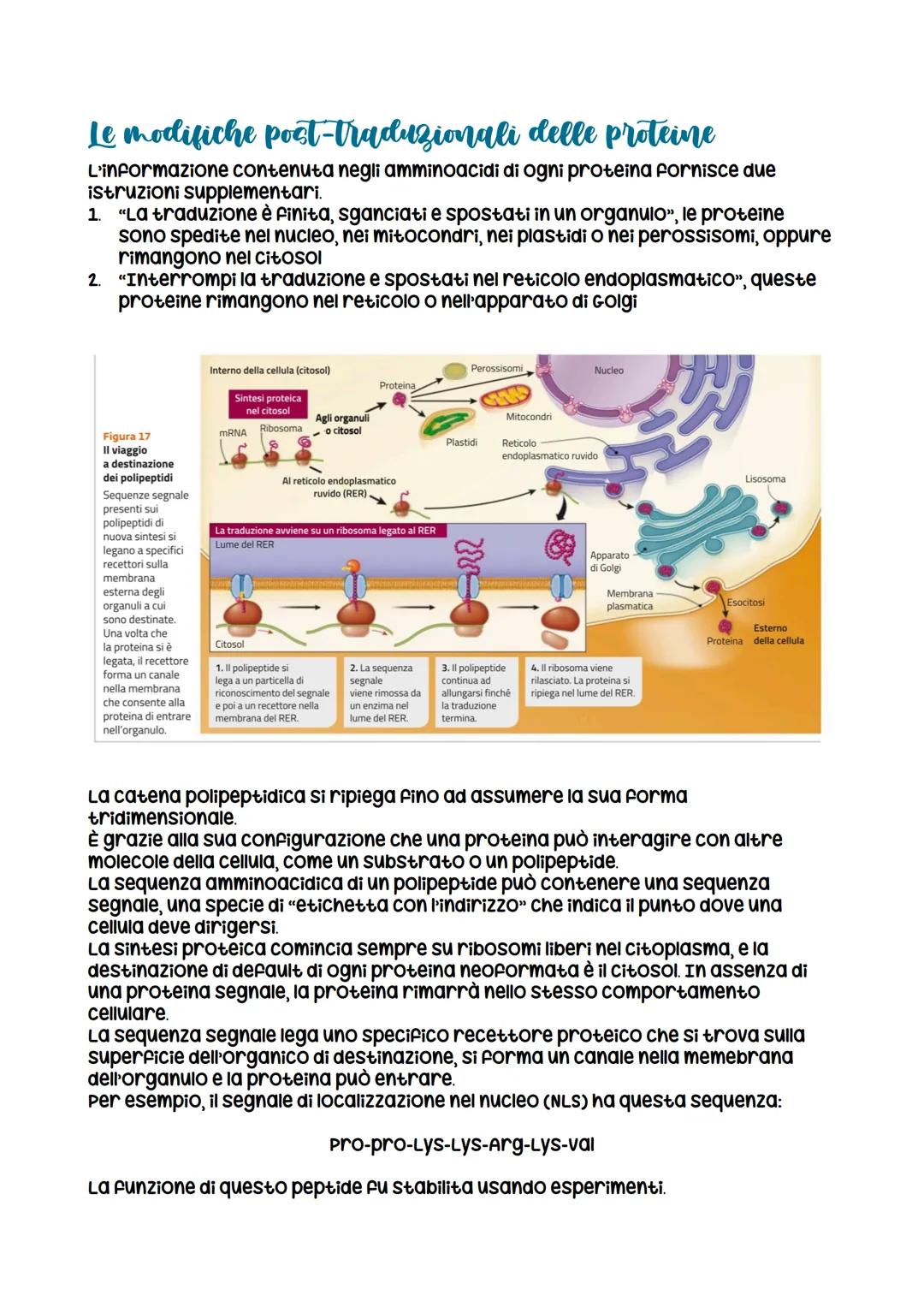 Il ruolo del TRNA
La traduzione dell'mRNA in proteine richiede una
molecola che mette relazione l'informazione
contenuta nei codoni dell'mRN