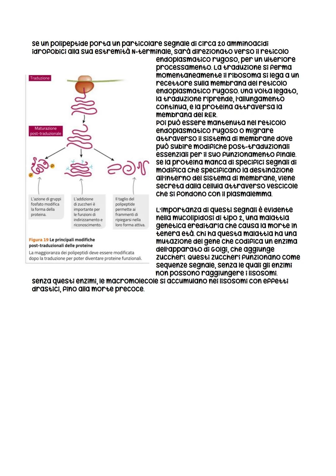 Il ruolo del TRNA
La traduzione dell'mRNA in proteine richiede una
molecola che mette relazione l'informazione
contenuta nei codoni dell'mRN