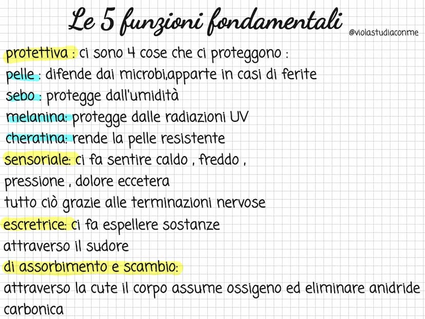 
<h2 id="checoslapparatotegumentario">Che cos'è l'apparato tegumentario?</h2>
<p>L'apparato tegumentario è costituito dalla pelle, i capelli