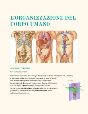 Know L’ORGANIZZAZIONE DEL CORPO UMANO thumbnail