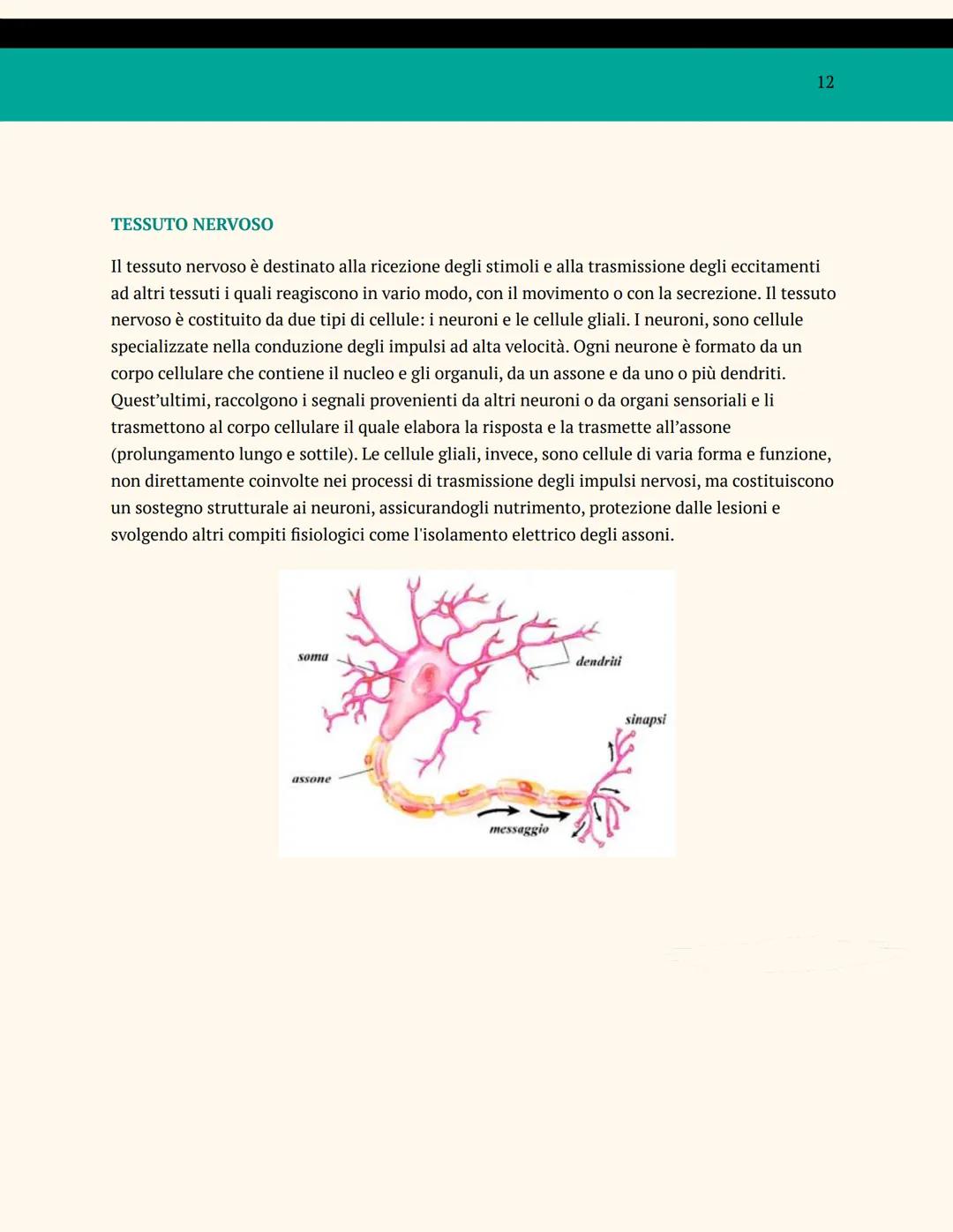 L'ORGANIZZAZIONE DEL
CORPO UMANO
ANATOMIA E FISIOLOGIA
Cosa studia l'anatomia?
L'anatomia è una branca della biologia che studia la struttur