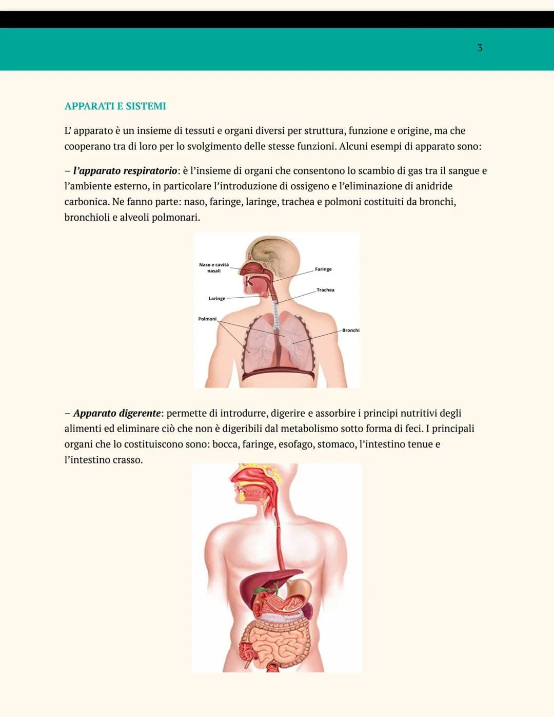 L'ORGANIZZAZIONE DEL
CORPO UMANO
ANATOMIA E FISIOLOGIA
Cosa studia l'anatomia?
L'anatomia è una branca della biologia che studia la struttur