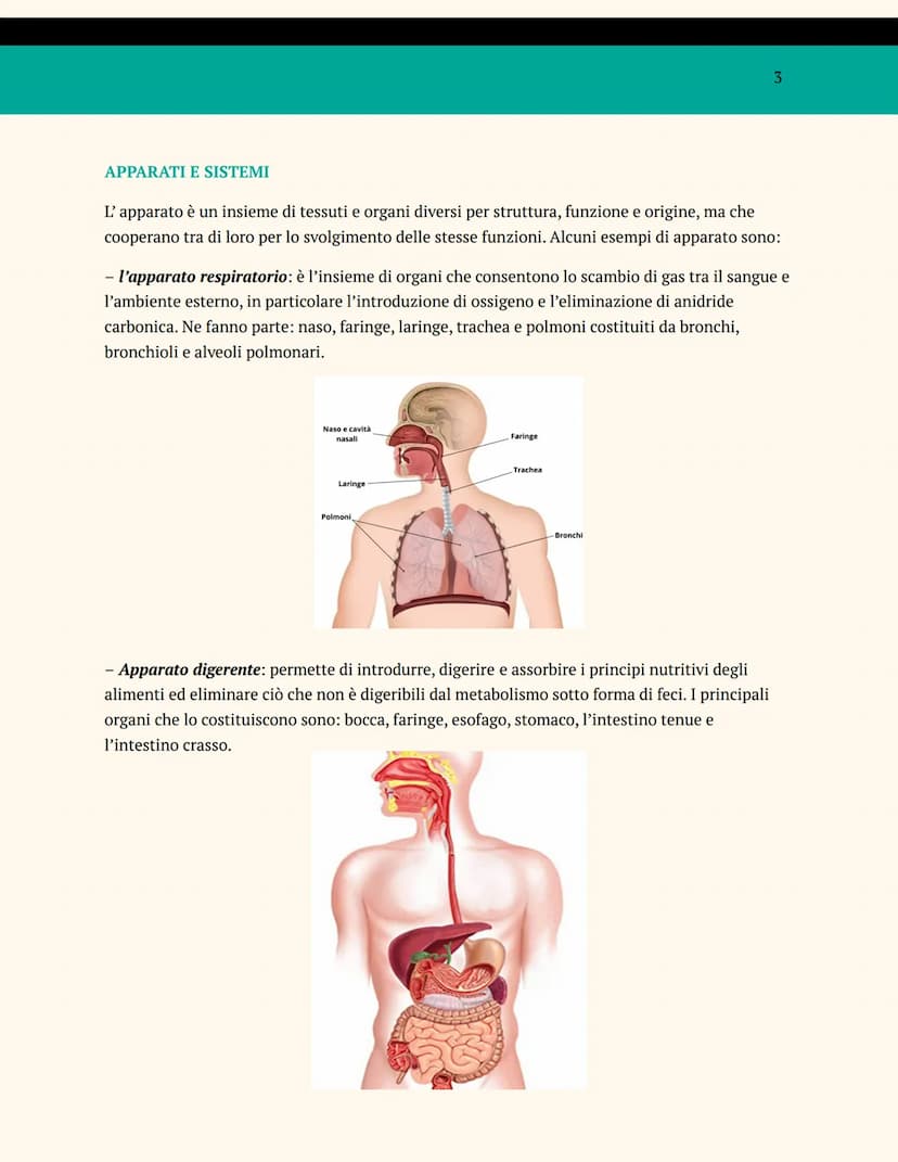 L'ORGANIZZAZIONE DEL
CORPO UMANO
ANATOMIA E FISIOLOGIA
Cosa studia l'anatomia?
L'anatomia è una branca della biologia che studia la struttur