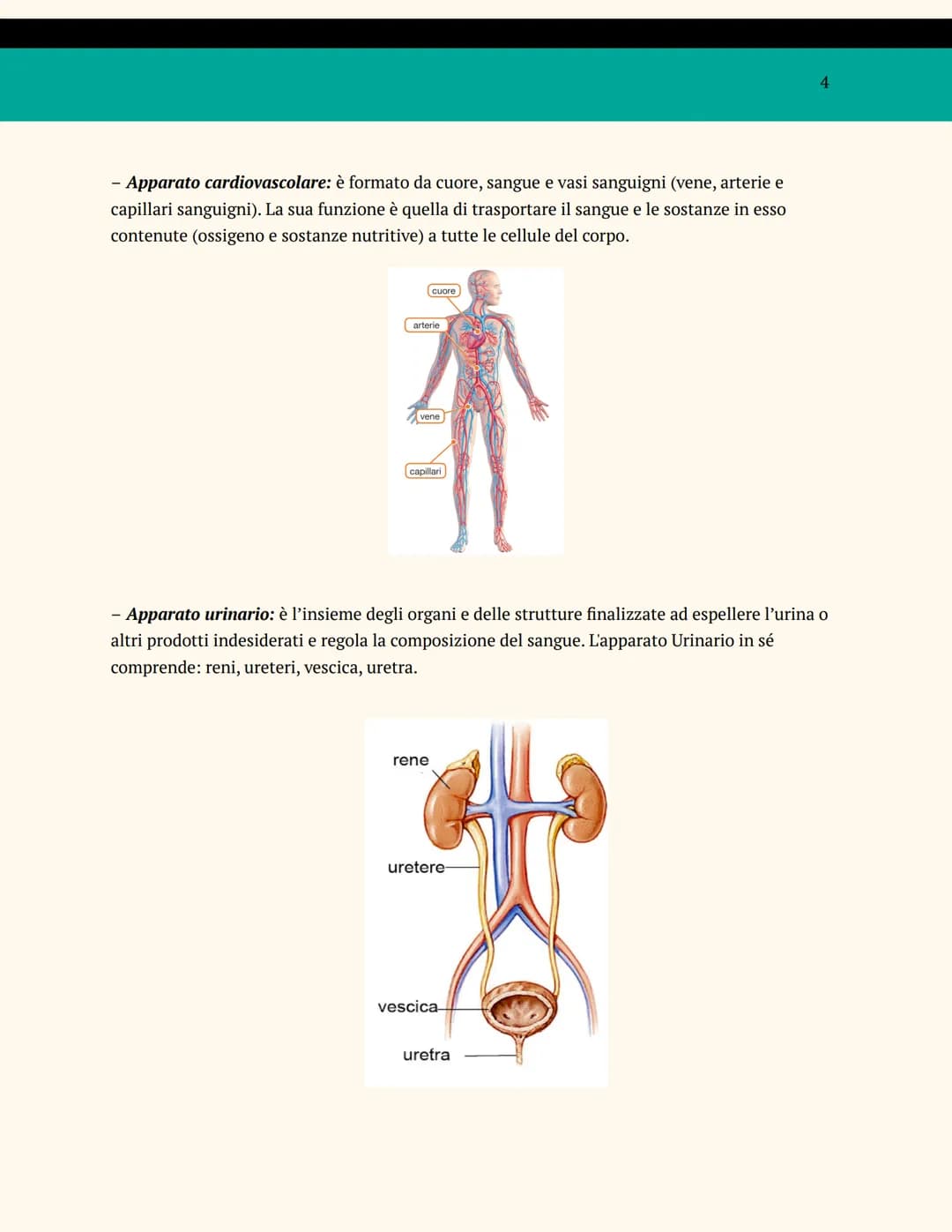 L'ORGANIZZAZIONE DEL
CORPO UMANO
ANATOMIA E FISIOLOGIA
Cosa studia l'anatomia?
L'anatomia è una branca della biologia che studia la struttur