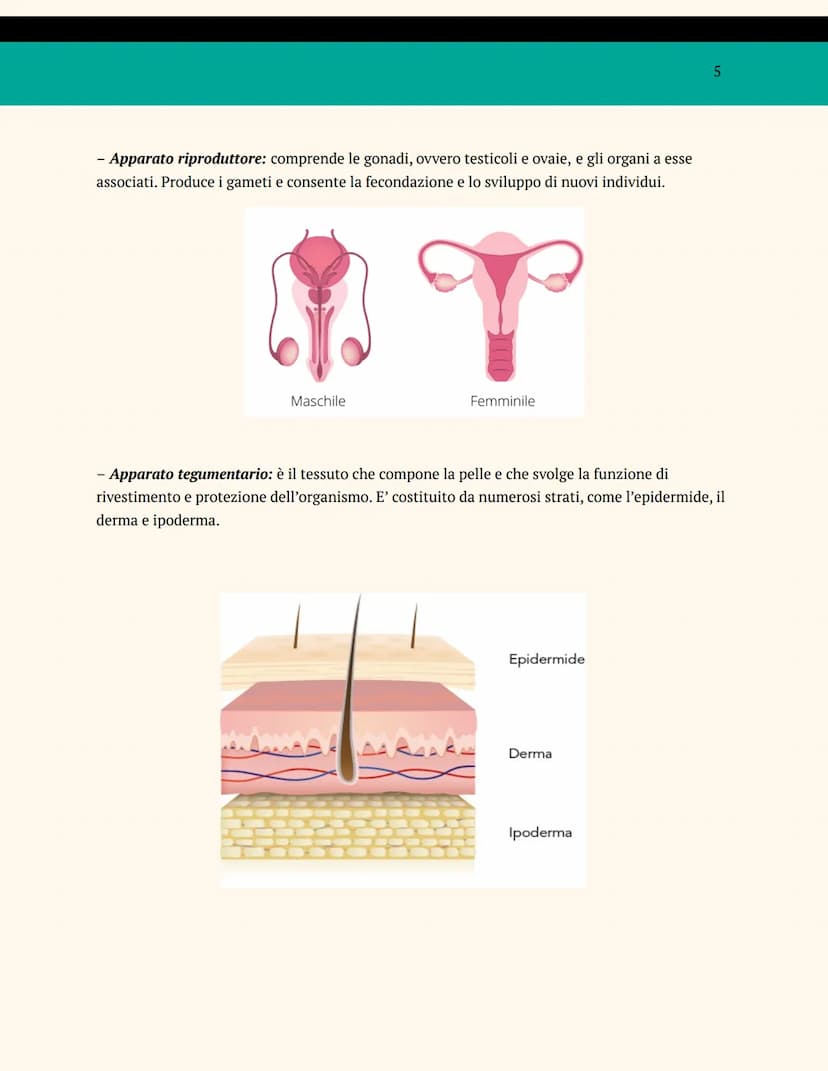 L'ORGANIZZAZIONE DEL
CORPO UMANO
ANATOMIA E FISIOLOGIA
Cosa studia l'anatomia?
L'anatomia è una branca della biologia che studia la struttur