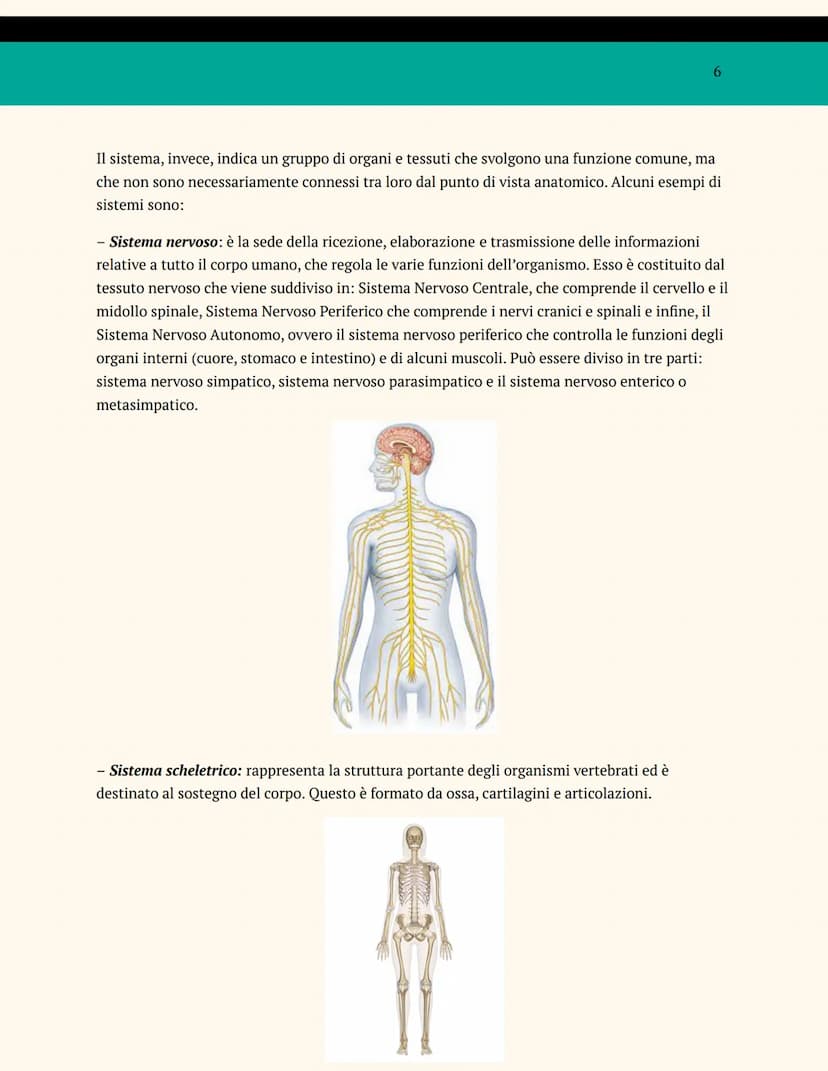 L'ORGANIZZAZIONE DEL
CORPO UMANO
ANATOMIA E FISIOLOGIA
Cosa studia l'anatomia?
L'anatomia è una branca della biologia che studia la struttur