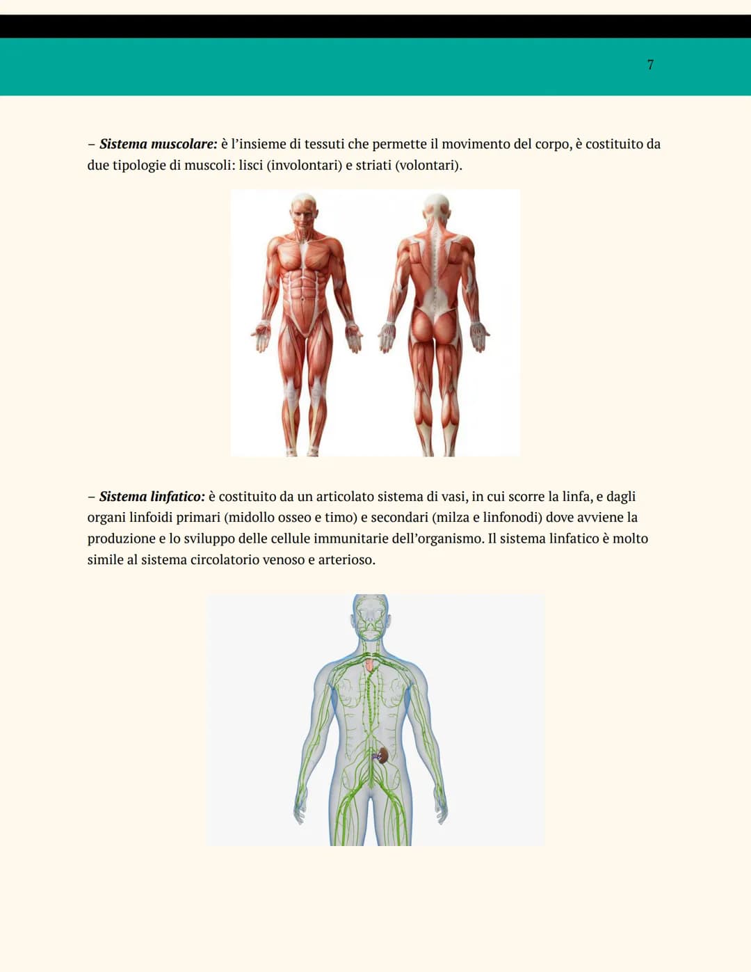 L'ORGANIZZAZIONE DEL
CORPO UMANO
ANATOMIA E FISIOLOGIA
Cosa studia l'anatomia?
L'anatomia è una branca della biologia che studia la struttur